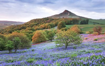 Roseberry Topping bluebell walk at Newton Wood – how to get there
