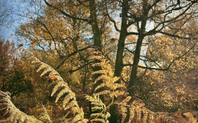 Forest therapy: How woodland air heals us