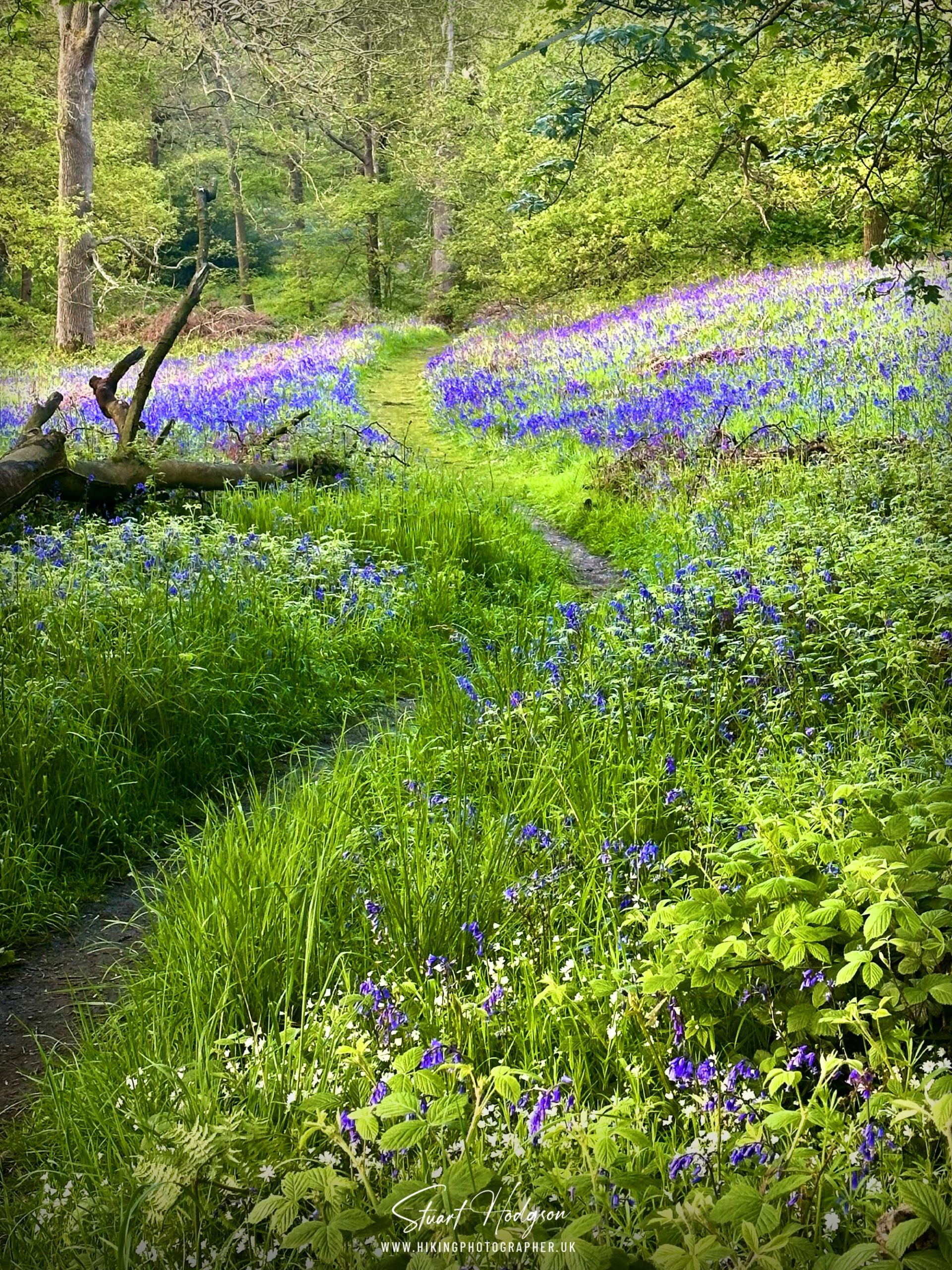 bluebell-walk-roseberry-topping-newton-wood-great-ayton-north-yorkshire-2