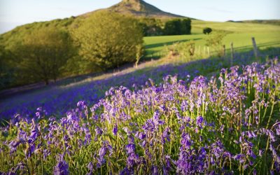 Bluebell walk near Roseberry Topping at Newton Wood