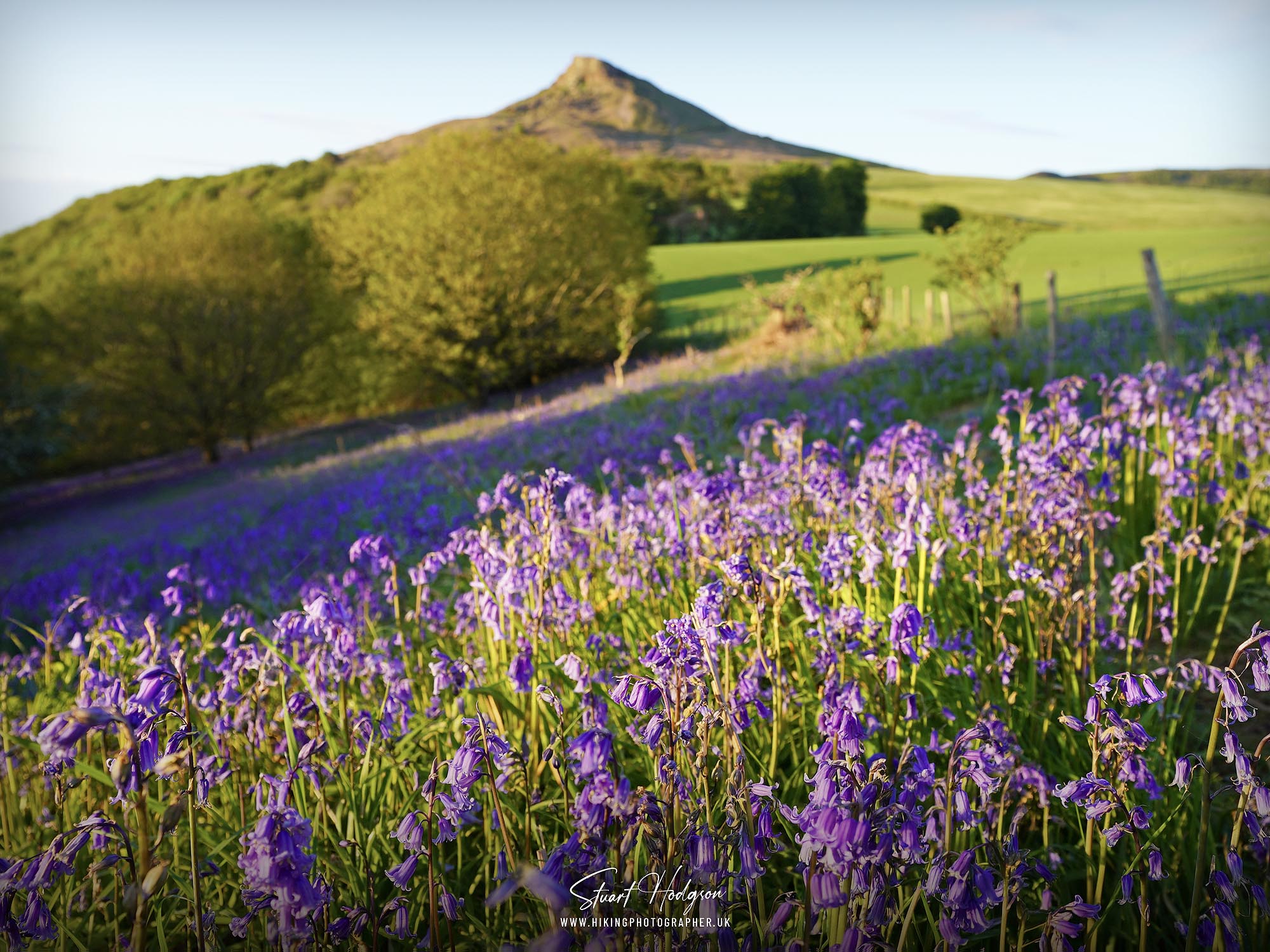 bluebell-walk-roseberry-topping-newton-wood-great-ayton-north-yorkshire