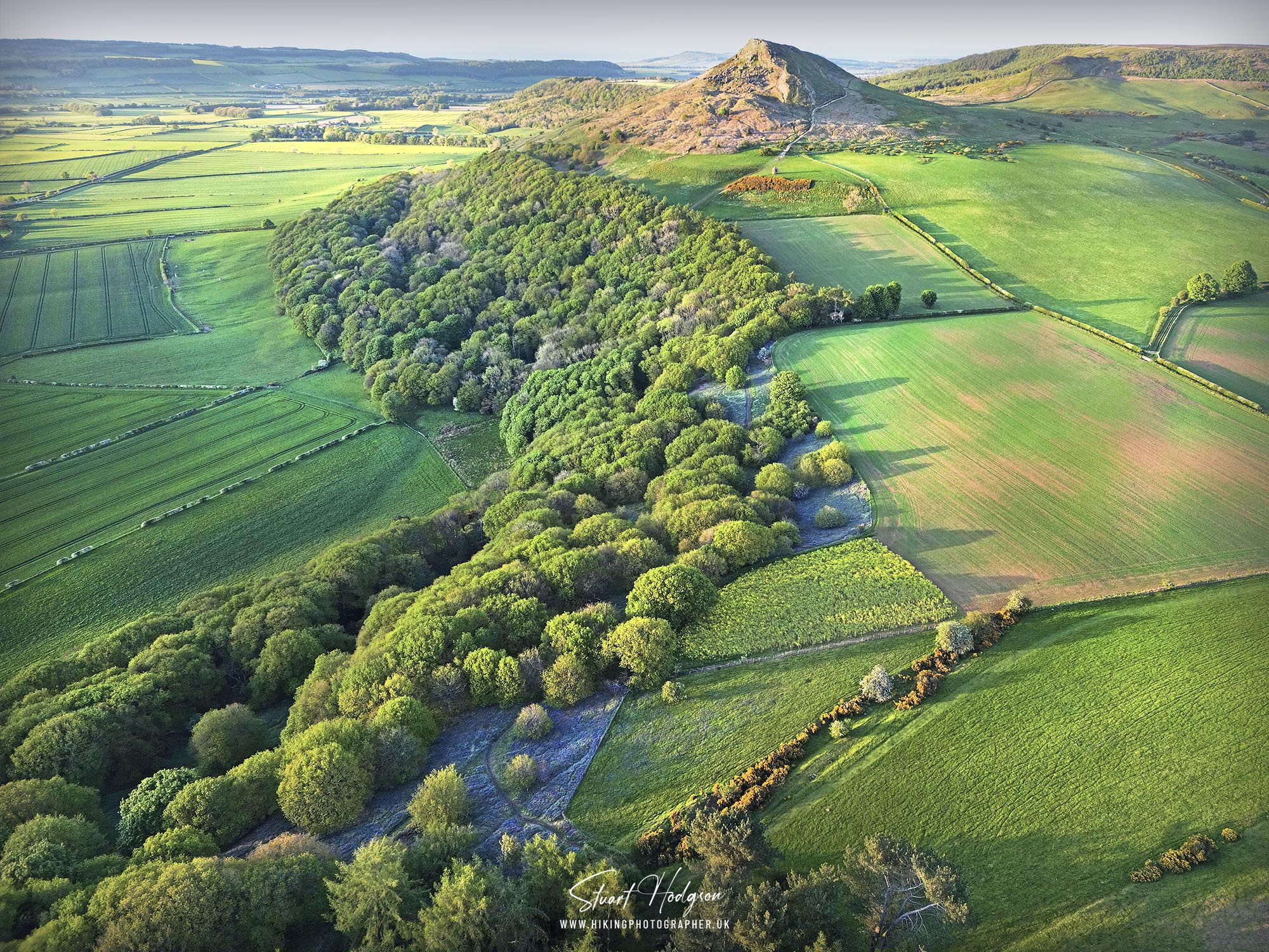 bluebell-walk-roseberry-topping-newton-wood