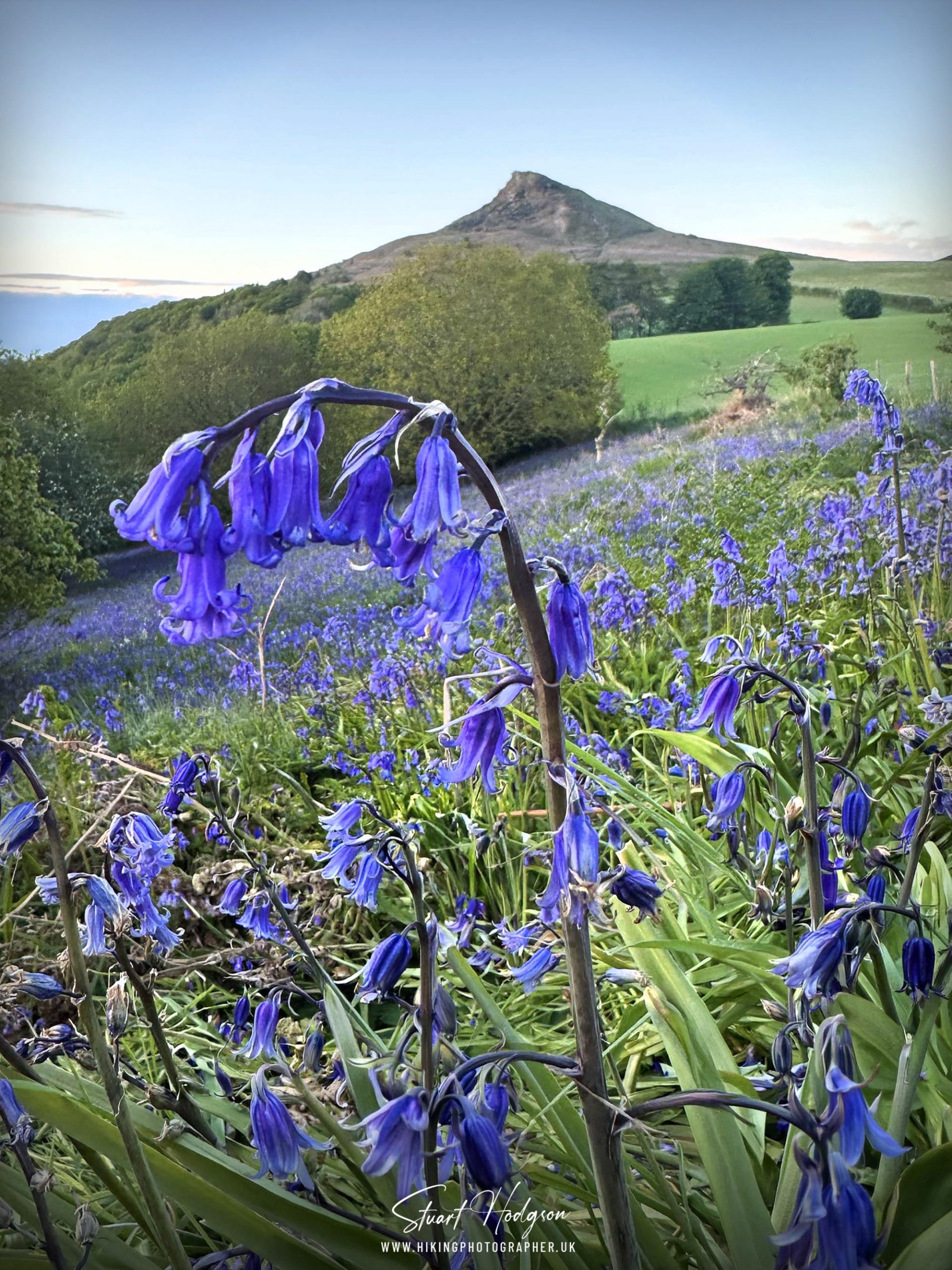 bluebells-roseberry-topping