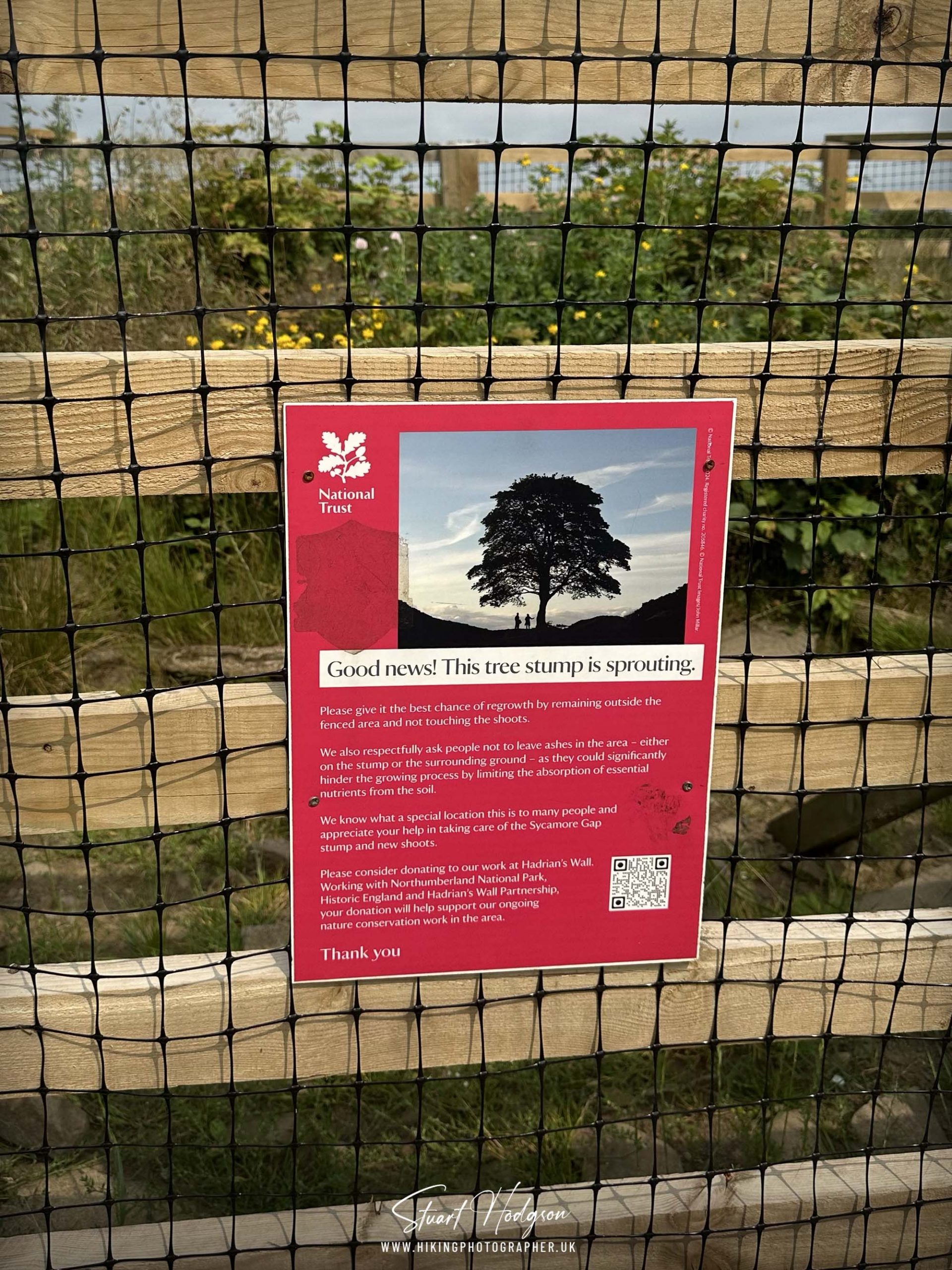 sycamore-gap-now-hadrian's-wall-sprouting