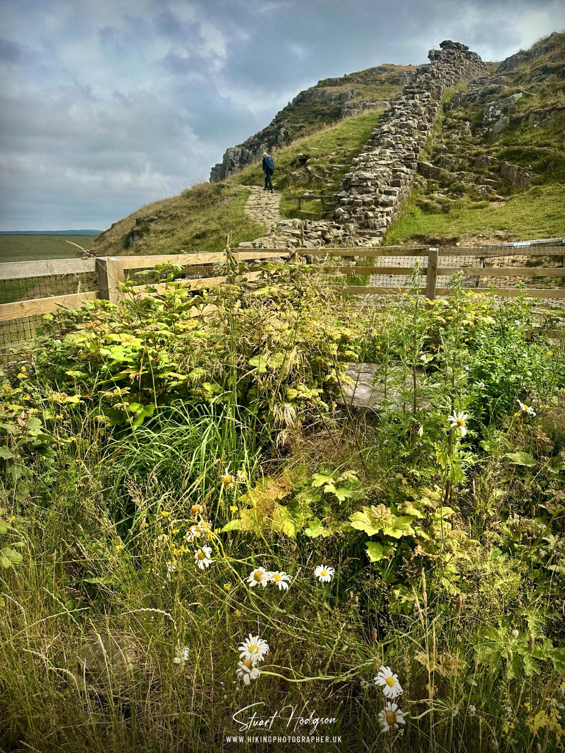 sycamore-gap-now-hadrian's-wall-sprouting