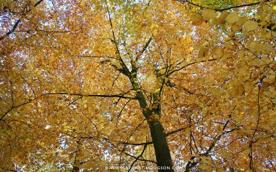 We Are not Separate from Nature: Understanding Our Connection to the Earth & Each Other